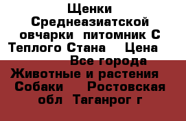Щенки Среднеазиатской овчарки (питомник С Теплого Стана) › Цена ­ 20 000 - Все города Животные и растения » Собаки   . Ростовская обл.,Таганрог г.